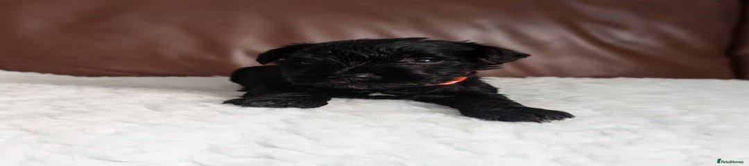 Miniature Schnauzer Puppy 1