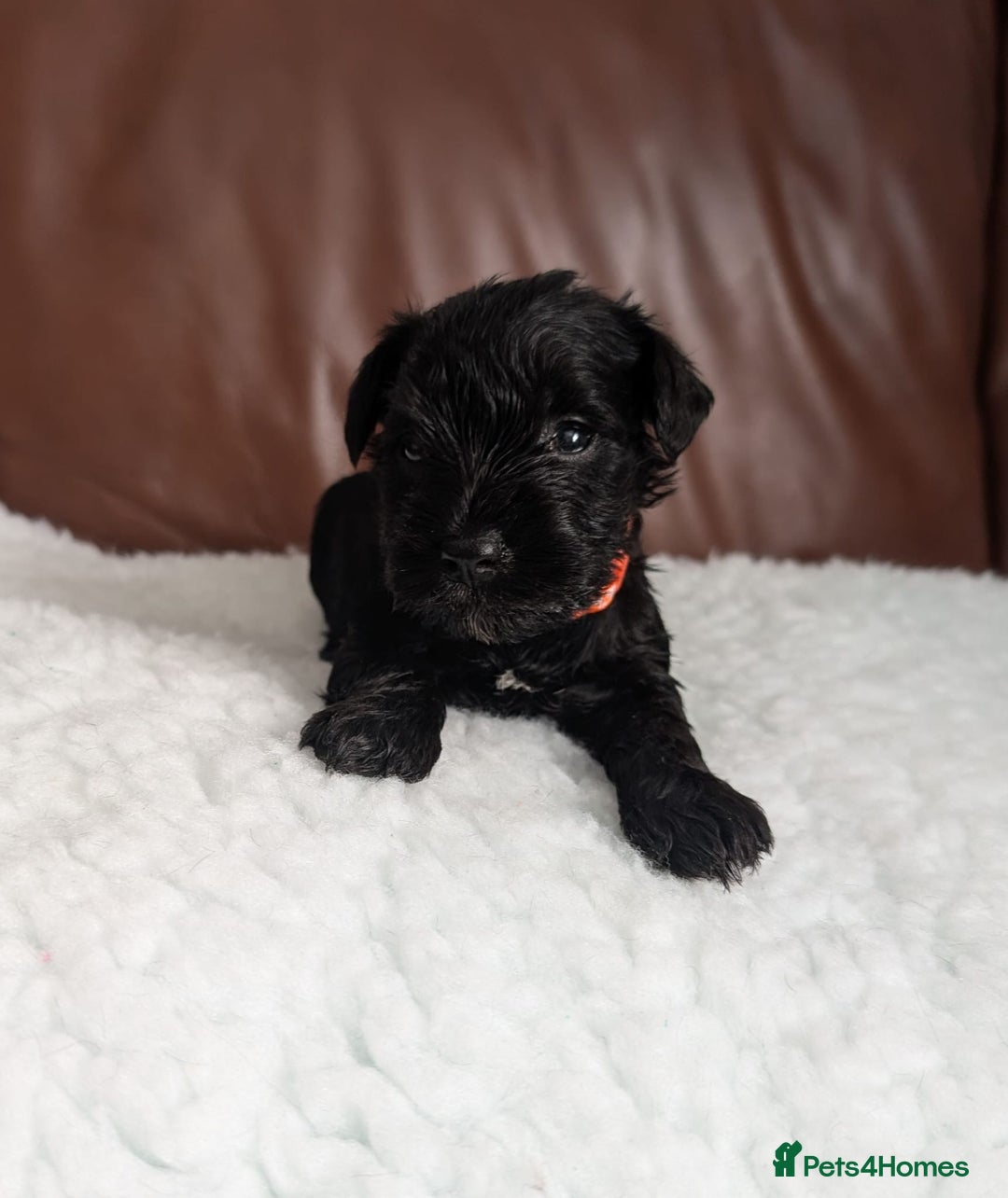 Miniature Schnauzer dogs for sale: KC reg health tested miniature schnauzer puppies  - Image 4