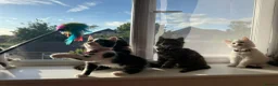 Mixed Breed cats for sale: Six Adorable Ragdoll X Norwegian Forest Kittens - Advert 3