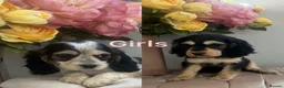 Cocker Spaniel dogs for sale: Cocker spaniel Show type  - Advert 2