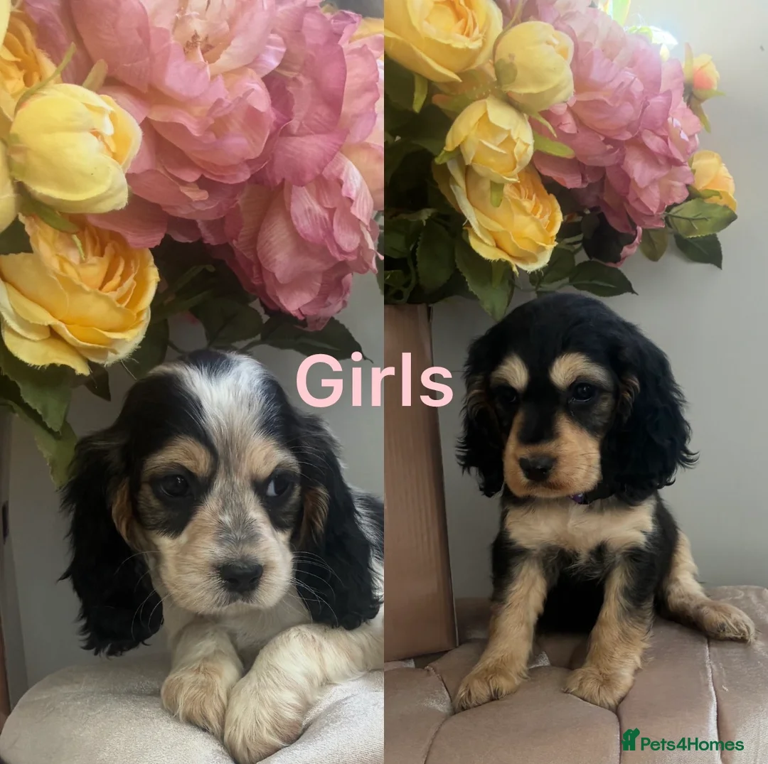 Cocker Spaniel dogs for sale: Cocker spaniel Show type  - Advert 2