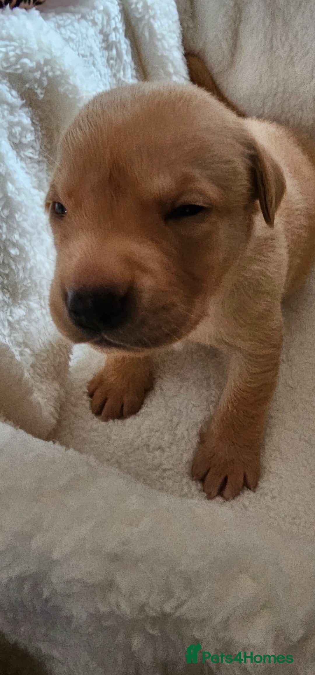Labrador Retriever dogs for sale: 8 beautiful labrador puppies  - Image 19
