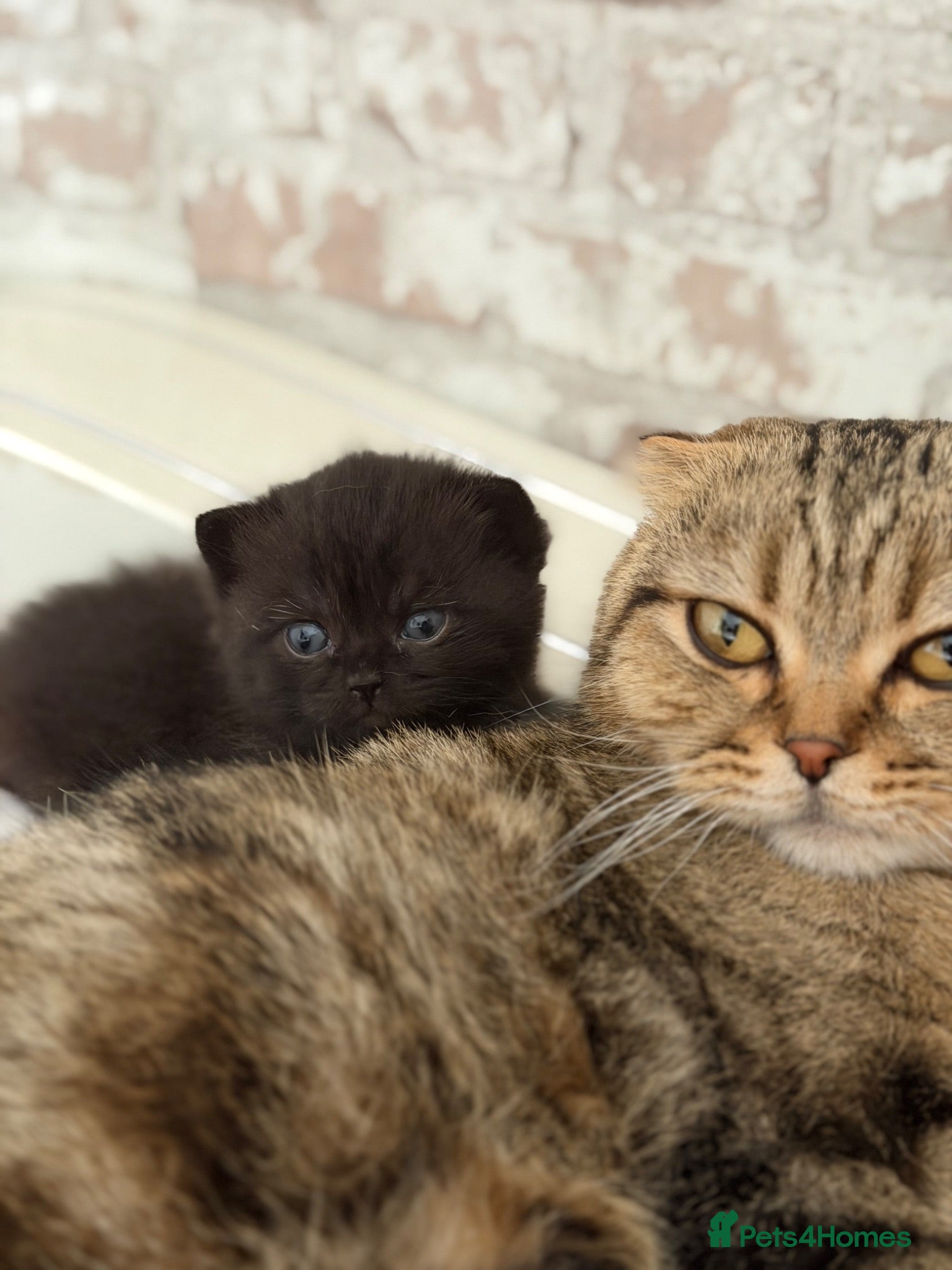 Scottish Fold cats Beautiful Scottish Fold & Straight Female Kittens - Advert 1