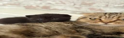Scottish Fold cats for sale: Beautiful Scottish Fold & Straight Female Kittens - Advert 1