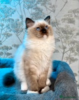 Ragdoll cats WORLD BEATIFUL RAGDOLL KITTEN/FIFe - Advert 4