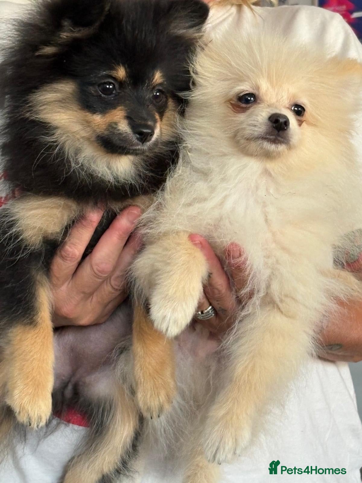 Pomeranian dogs REDUCED!!  KC FULLY VACCINATED Pomeranians   - Advert 1