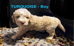 Lagotto Romagnolo dogs for sale: Stunning Litter of Pedigree Lagotto Romagnolo Pups - Image 6