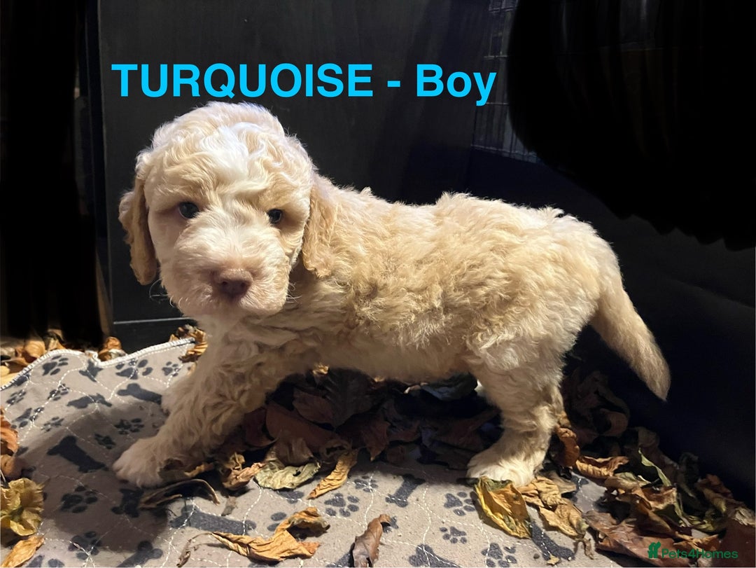Lagotto Romagnolo dogs for sale: Stunning Litter of Pedigree Lagotto Romagnolo Pups - Image 6