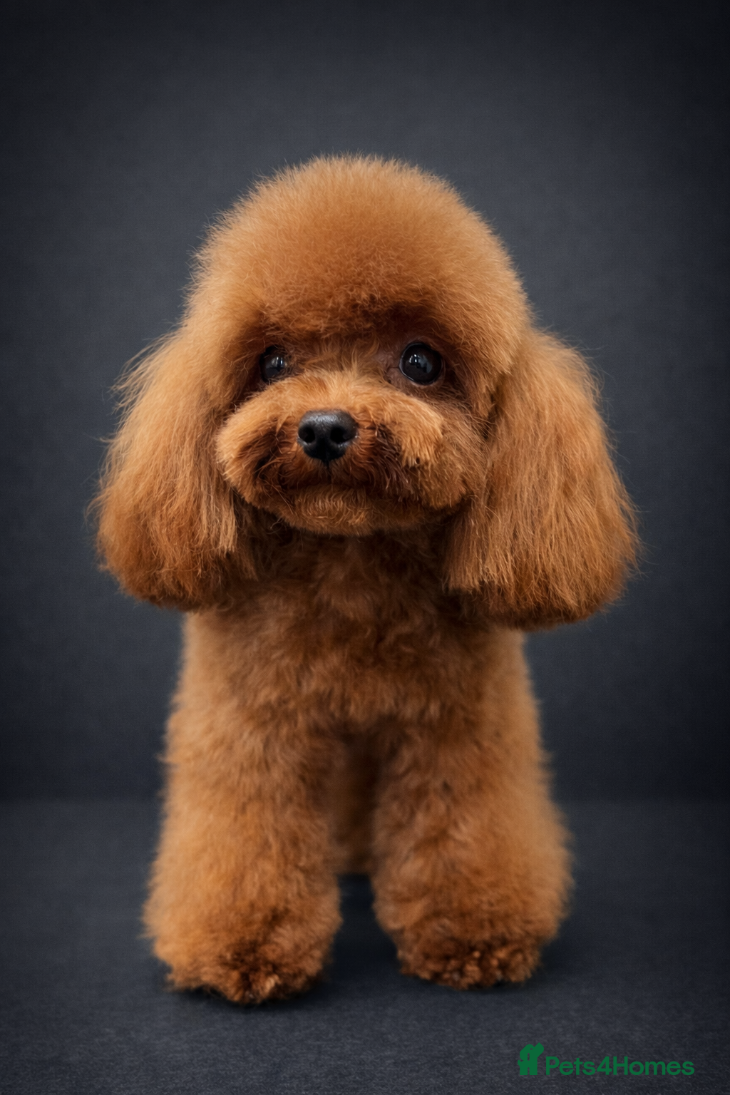 Miniature Poodle dogs Asian Toy Poodle - TEDDYCUP - Advert 20
