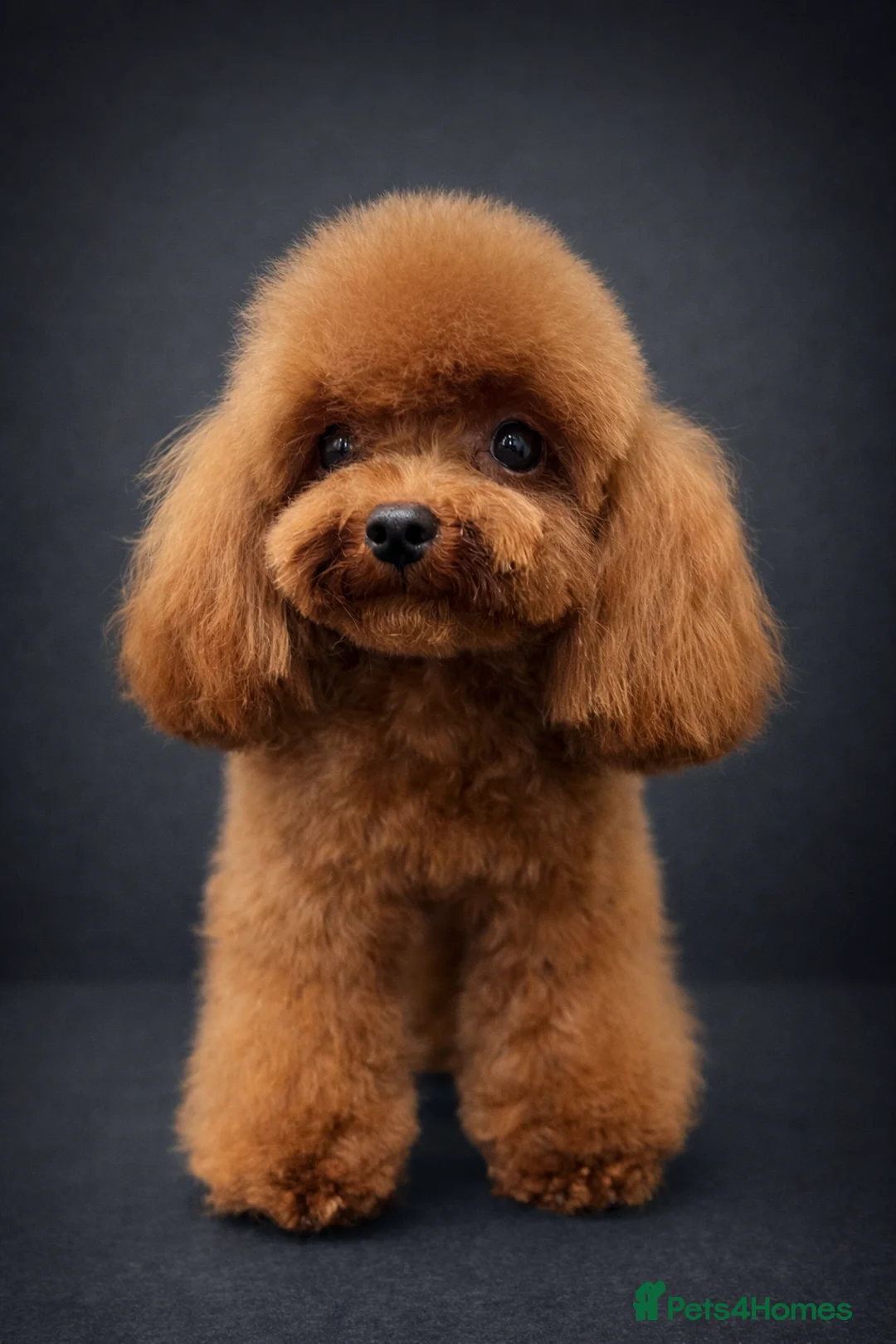Miniature Poodle dogs for stud: Asian Toy Poodle - TEDDYCUP - Advert 1
