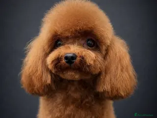 Miniature Poodle dogs Asian Toy Poodle - TEDDYCUP - Advert 20