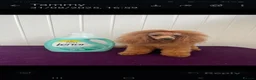 Goldendoodle dogs for sale: Gorgeous F1bb miniature/Toy Goldendoodle puppies - Advert 12