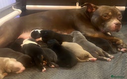 American Bully dogs for sale: ABKC Pocket Bully pups for sale!  - Image 16