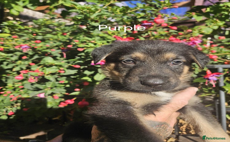 German Shepherd dogs - Advert 3