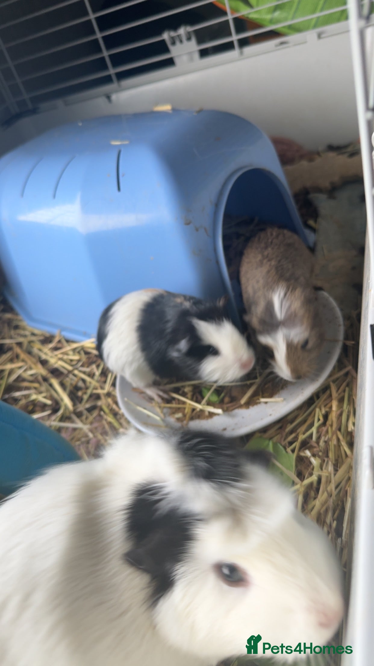 Guinea Pig rodents Two young male Guinea pigs - Advert 1