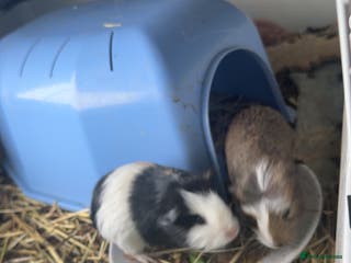 Guinea Pig rodents Two young male Guinea pigs - Advert 1