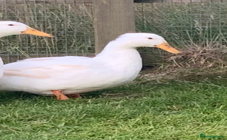 Ducks poultry - Advert 1