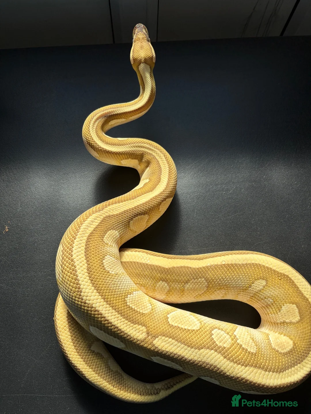 Python Snake reptiles for sale: Male Lesser Fire YB het clown het desert ghost  - Advert 1