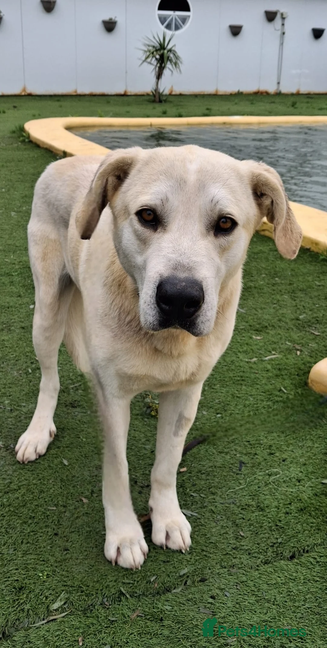 Mixed Breed dogs for adoption: Coco – A Sweet 2-Year-Old Mastín desperate  in Hengoed - Advert 4