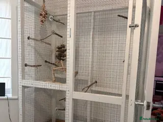 Mixed Breed birds Handmade bird cage with natural perches - Advert 21