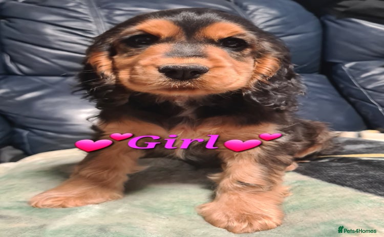 Cocker Spaniel dogs - Advert 3