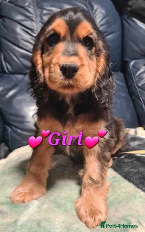 Cocker Spaniel dogs - Advert 3