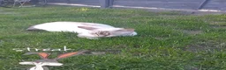 Bengal cats for sale: Bengals kittens - Advert 5