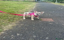 French Bulldog dogs for sale: Beautiful Ellie  - Image 7