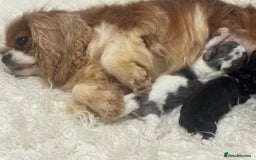 Cavapoo dogs for sale: F1 toy cavapoo extensively health tested  - Image 5