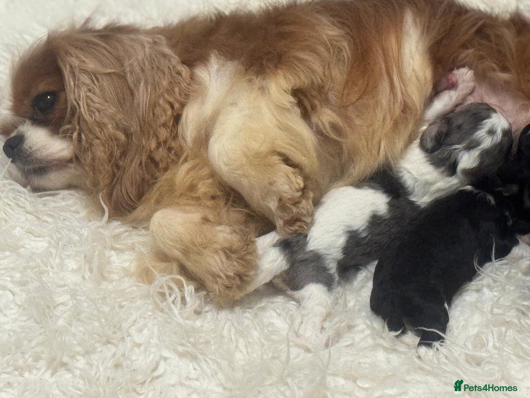 Cavapoo dogs for sale: F1 toy cavapoo extensively health tested  - Image 5