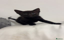 Mixed Breed cats for sale: beautiful kittens  - Image 5