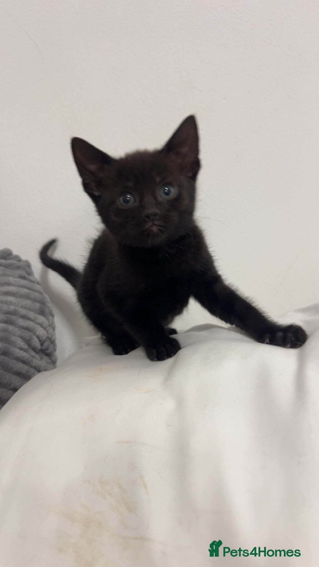 Mixed Breed cats for sale: beautiful kittens  - Image 5