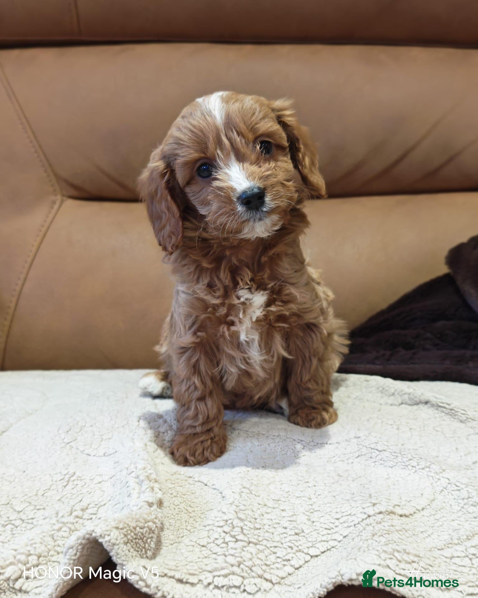 Cavapoo dogs for sale: Gorgeous Ruby Cavapoo Puppies  - Advert 2