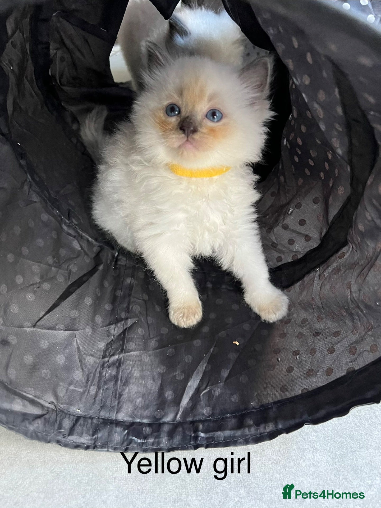 Ragdoll cats Gorgeous Bluepoint Ragdoll Kittens  - Advert 12