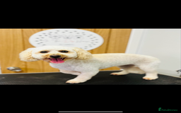 Poochon dogs for sale: 2 poochon girls available  - Image 15