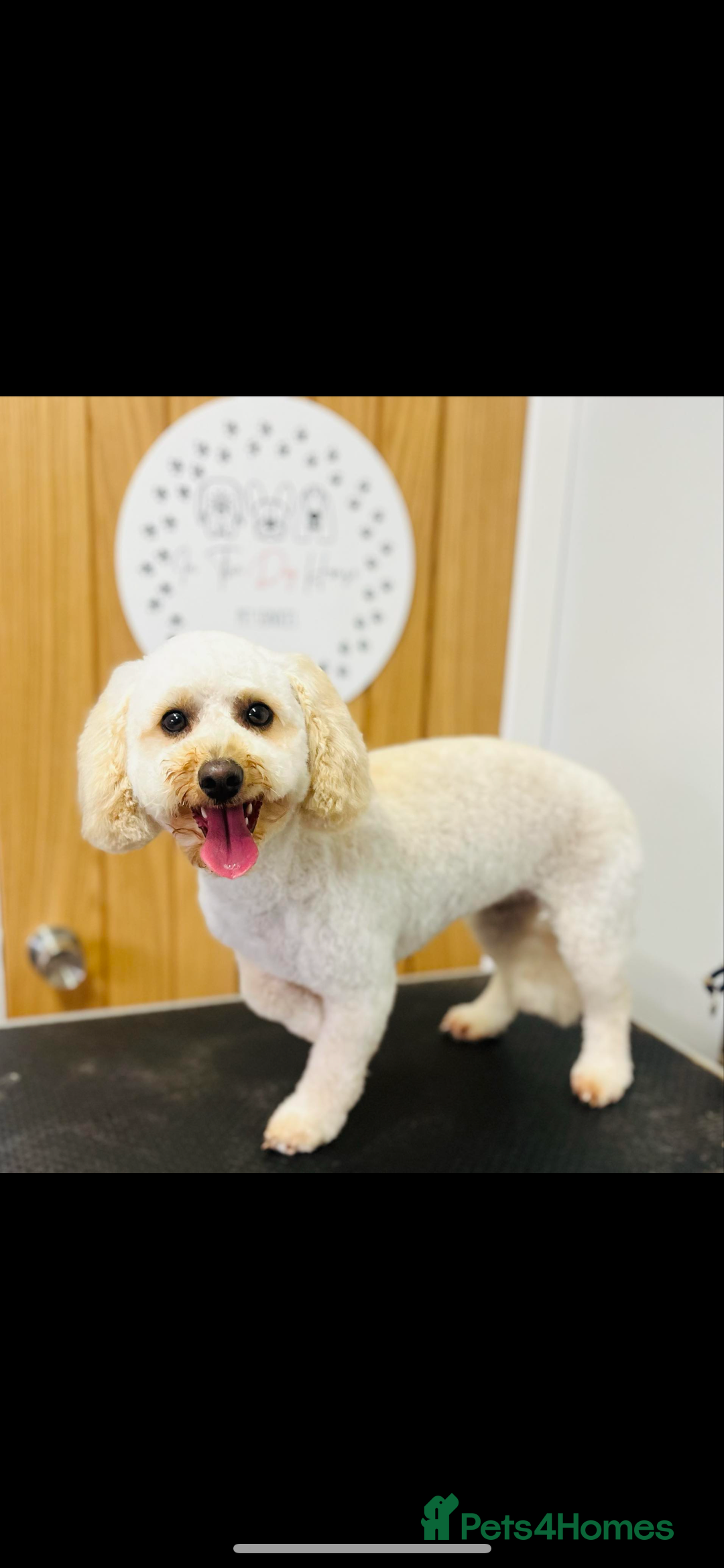 Poochon dogs for sale: 2 poochon girls available  - Image 15