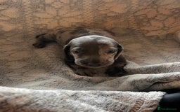 Miniature Dachshund dogs for sale: Miniature dachshund 1 choc girl left  - Image 23