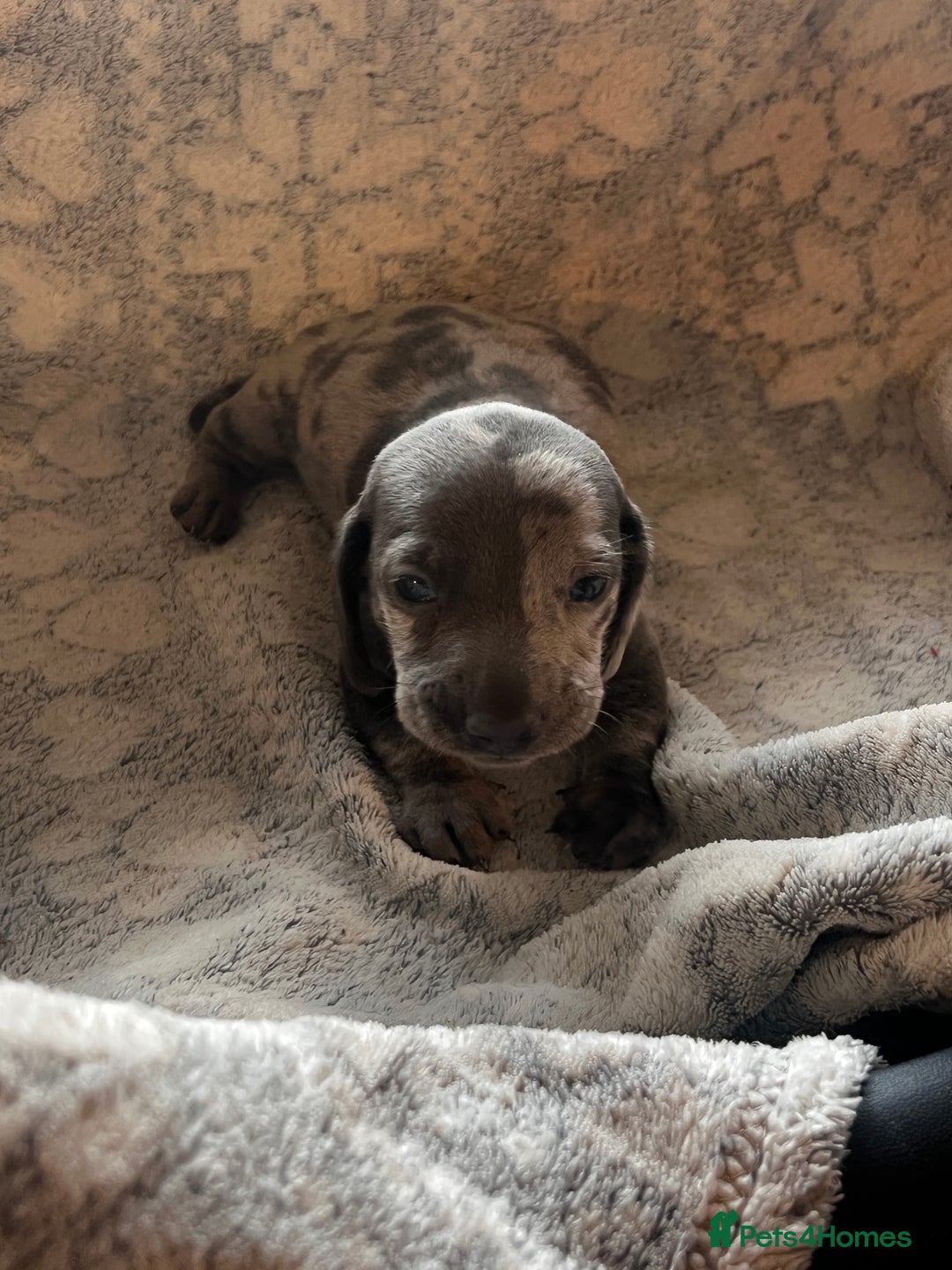 Miniature Dachshund dogs for sale: Miniature dachshund 1 choc girl left  - Image 23