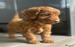 Cockapoo dogs for sale: Cockapoo puppies  - Image 6