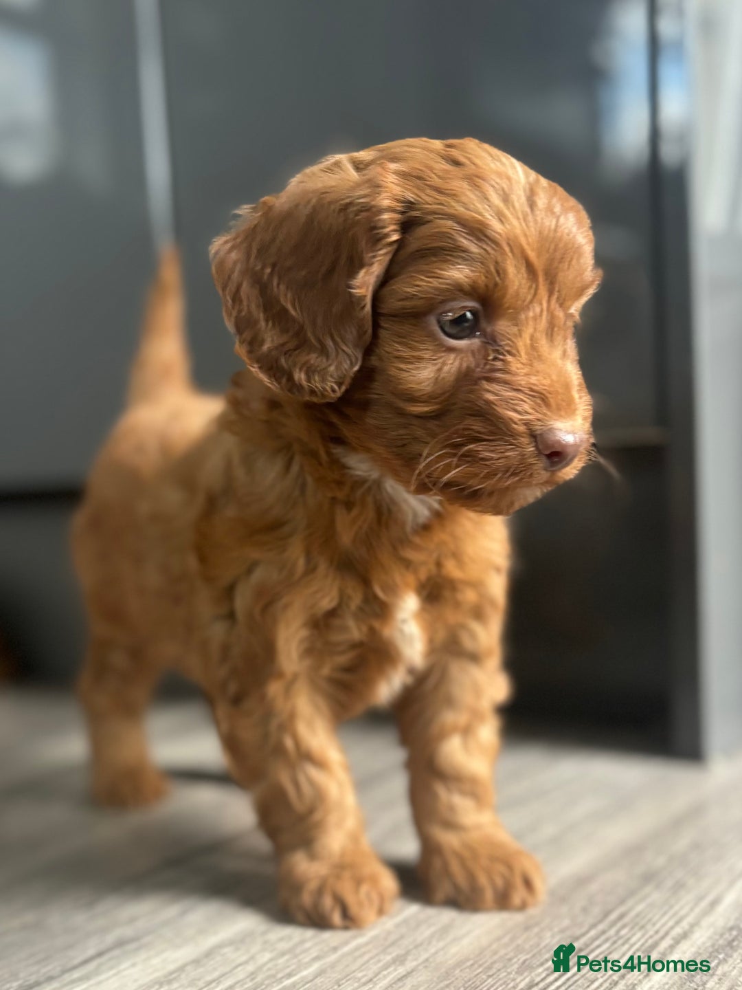 Cockapoo dogs for sale: Cockapoo puppies  - Image 6