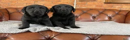 Labrador Retriever dogs for sale: One Beautiful Strong Chunky Lab Pup - Advert 2
