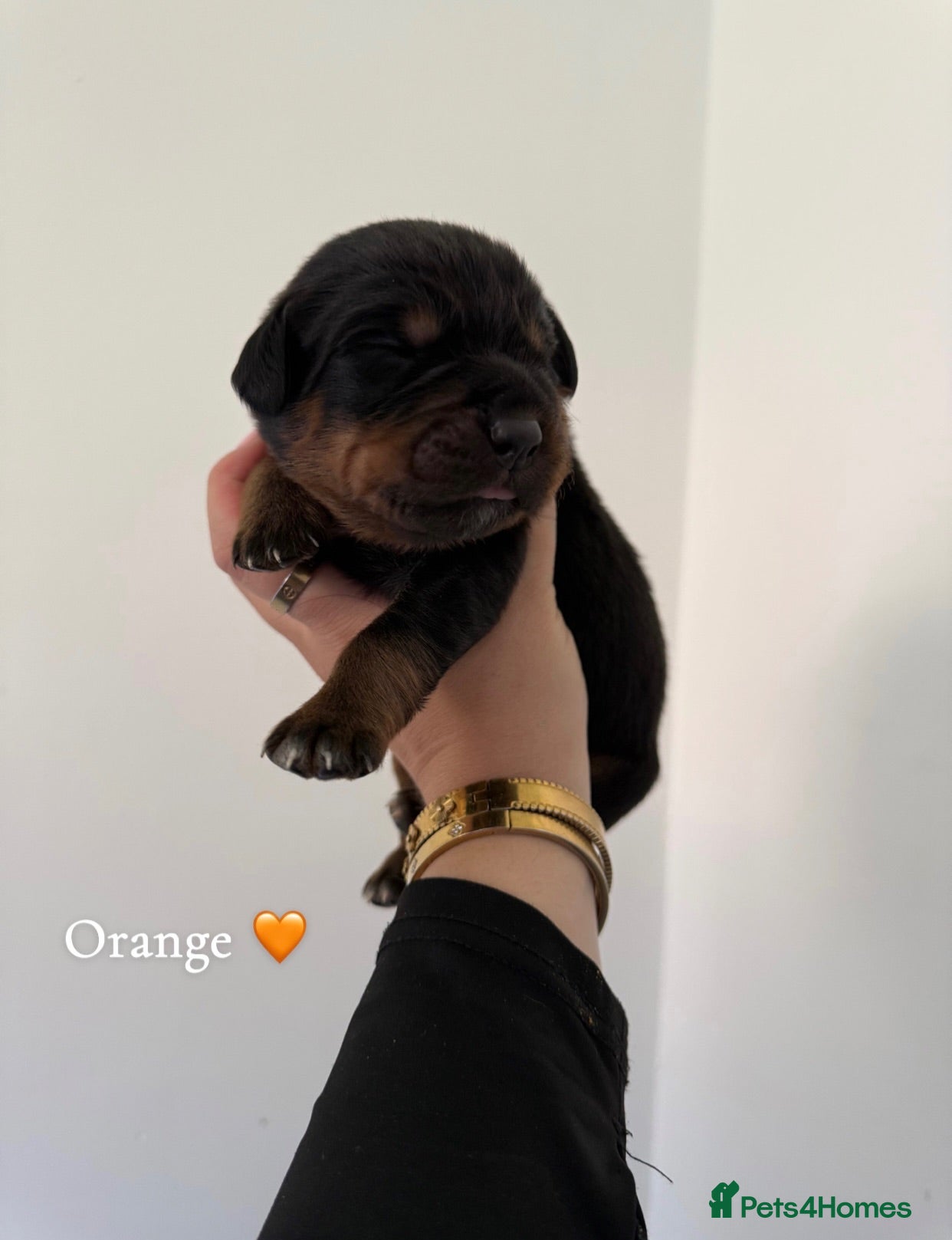 Rottweiler dogs Rottweiler puppies  - Advert 8