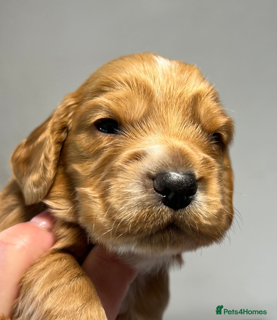 Cocker Spaniel dogs for sale: KC COCKER PUPS TRI BLACK TAN WHITE RED HEALTH TEST - Image 15
