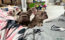 French Bulldog dogs for sale: 2 French bulldog pups.  1 boy & 1 girl.  - Image 26