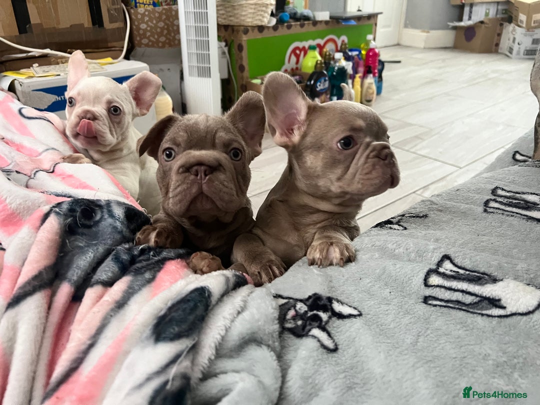 French Bulldog dogs for sale: 2 French bulldog pups.  1 boy & 1 girl.  - Image 26