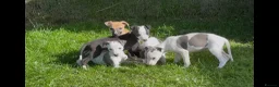 Whippet dogs for sale: Whippet puppy’s  in Beaworthy - Advert 23