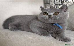 British Shorthair cats for sale: Beautiful kittens  - Image 28