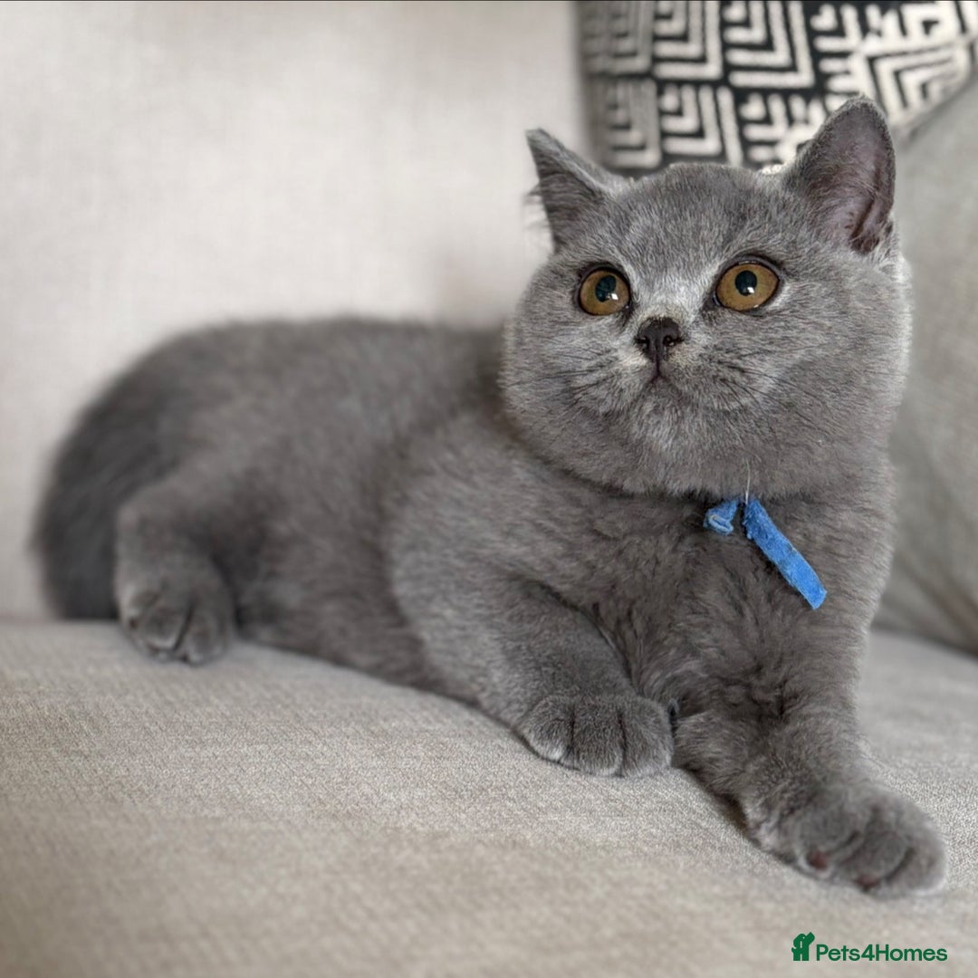 British Shorthair cats for sale: Beautiful kittens  - Image 28