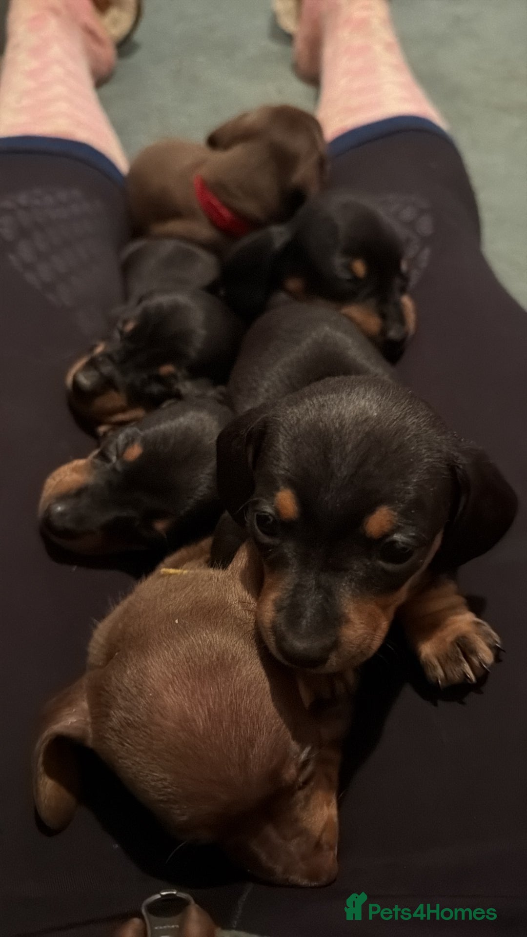 Miniature Dachshund dogs for sale: Beautiful miniatures for sale - ready 17th january - Advert 7