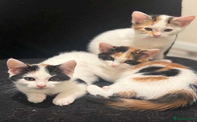 Maine Coon cats - Advert 1
